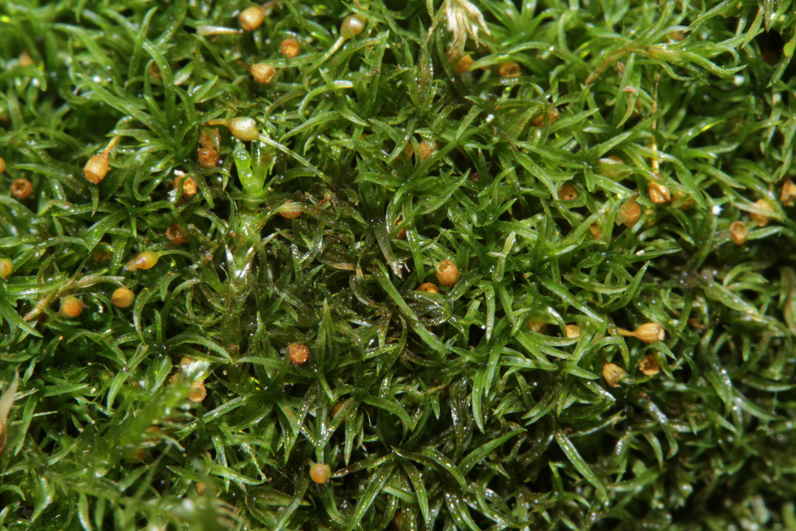 Представитель Семейства Rhabdoweisiaceae